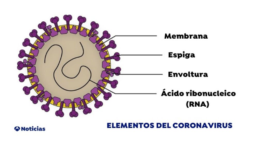 Elementos del coronavirus