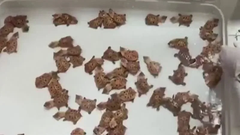 Rescate tortugas Colombia