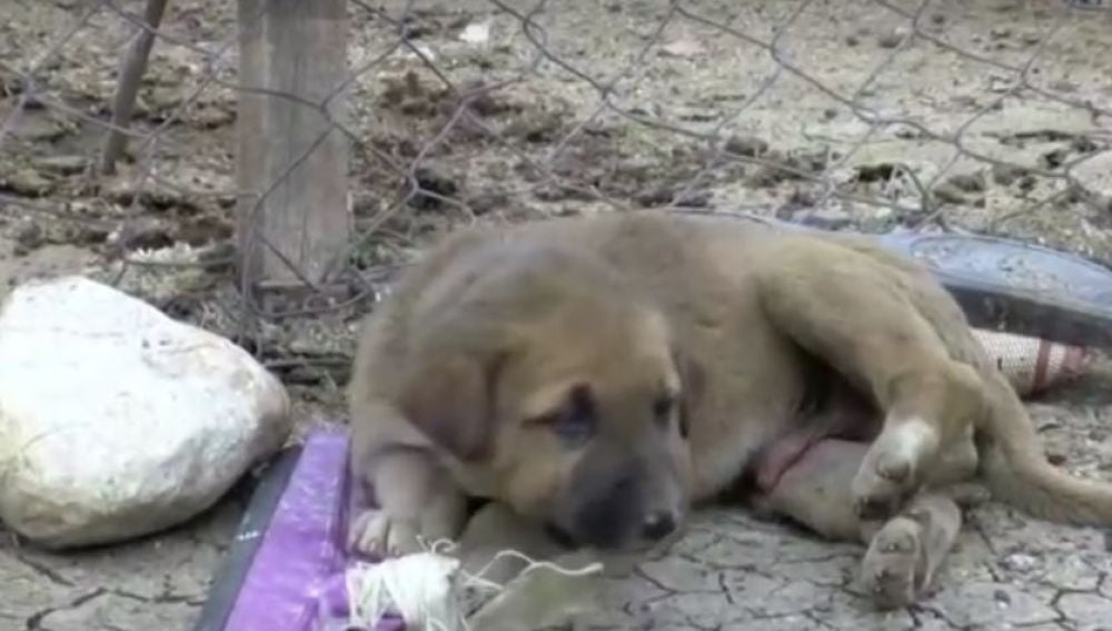 Rescatan a un perro atrapado en un pozo de petróleo en Turquía