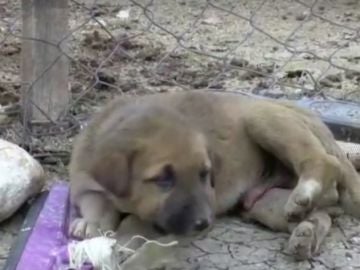 Rescatan a un perro atrapado en un pozo de petróleo en Turquía