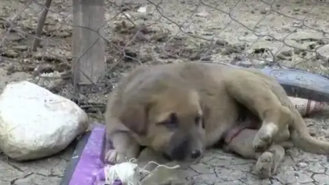 Rescatan a un perro atrapado en un pozo de petróleo en Turquía Rescatan a un perro atrapado en un pozo de petróleo en Turquía