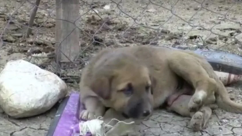 Rescatan a un perro atrapado en un pozo de petróleo en Turquía Rescatan a un perro atrapado en un pozo de petróleo en Turquía