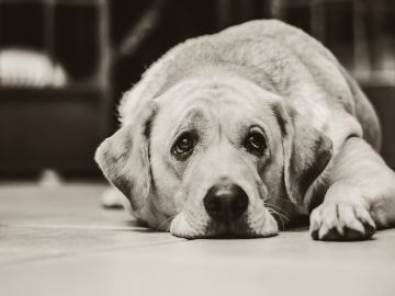 Perro labrador Perro labrador