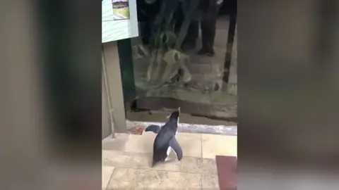 La visita de los pingüinos al acuario La visita de los pingüinos al acuario