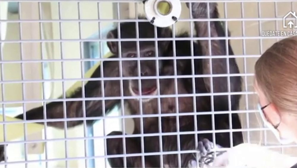 Un chimpancé en el refugio de Washington