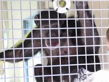 Un chimpancé en el refugio de Washington Un chimpancé en el refugio de Washington
