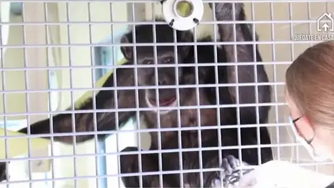 Un chimpancé en el refugio de Washington Un chimpancé en el refugio de Washington