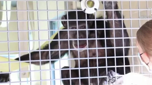 Un chimpancé en el refugio de Washington Un chimpancé en el refugio de Washington