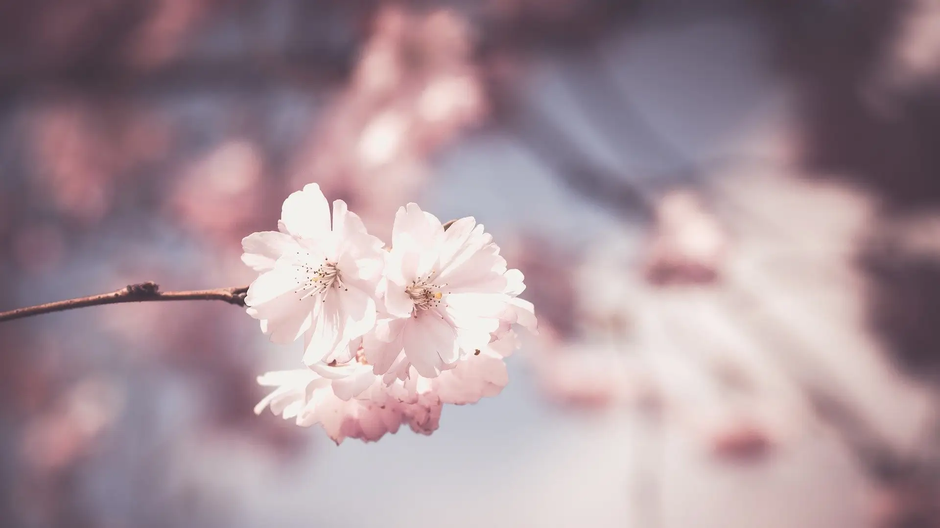 Primavera 2020: 5 curiosidades sobre la primavera y el equinoccio de primavera que te sorprenderán Primavera 2020