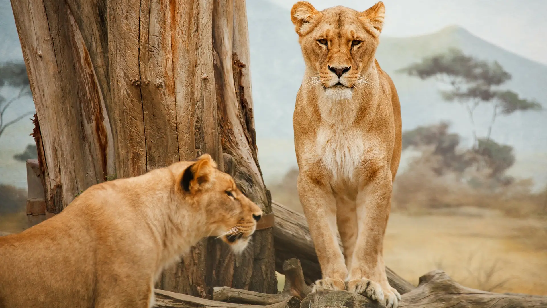 Leonas Leonas