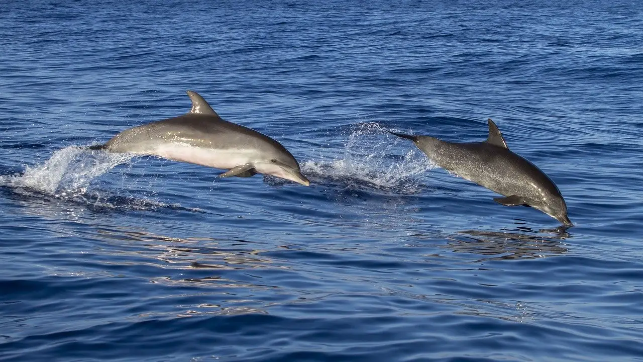 Delfines Delfines