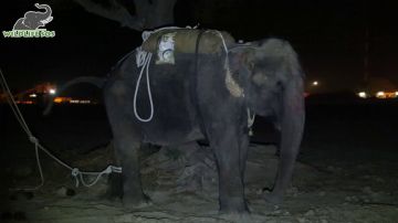 Elefante rescatado Elefante rescatado