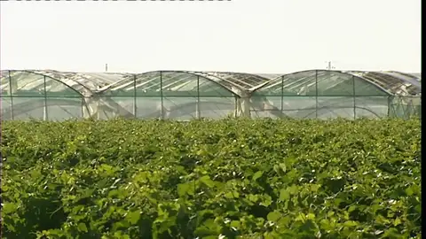 Plásticos de invernaderos convertidos en batas de hospital contra el coronavirus Plásticos de invernaderos convertidos en batas de hospital contra el coronavirus