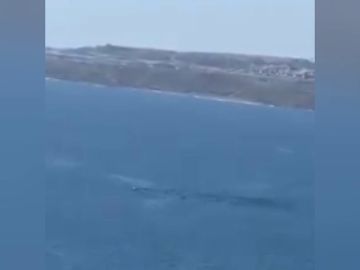 Avistan una ballena nadando en las Palmas de Gran Canaria