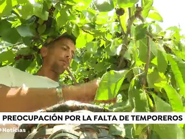 El Gobierno permite compatibilizar el paro con la contratación en el campo para que se puedan recoger las cosechas El Gobierno permite compatibilizar el paro con la contratación en el campo para que se puedan recoger las cosechas