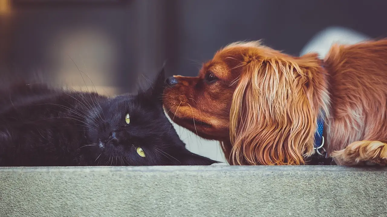 Gato y perro Gato y perro