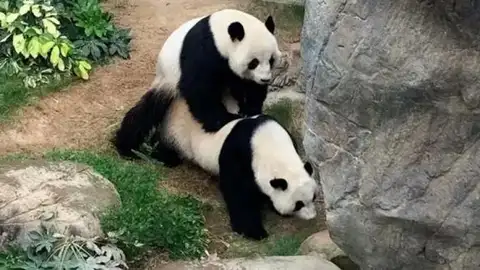 Dos pandas gigantes apareándose Dos pandas gigantes apareándose