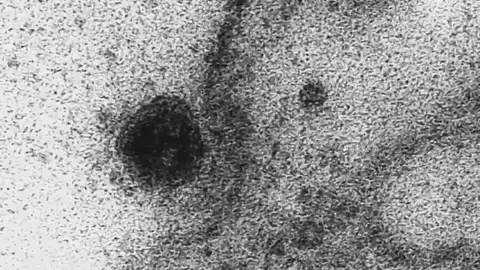 célulavídeo célulavídeo