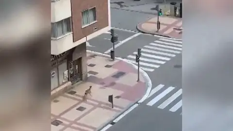 Un cervatillo recorre a placer las calles de Valladolid en pleno confinamiento por el coronavirus Un cervatillo recorre a placer las calles de Valladolid en pleno confinamiento por el coronavirus