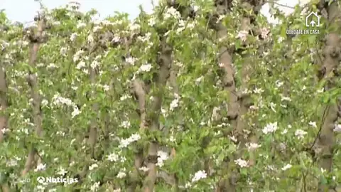 Nueva Lleida Campo Nueva Lleida Campo