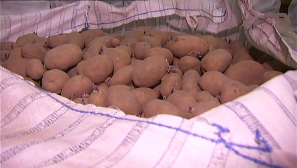 Urge la venta de más de cuatro millones de kilos de patatas almacenadas en Galicia por el parón del coronavirus