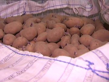 Urge la venta de más de cuatro millones de kilos de patatas almacenadas en Galicia por el parón del coronavirus