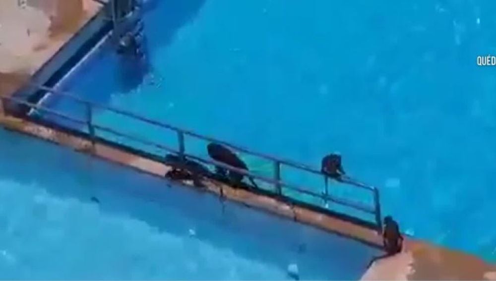 Los monos toman una piscina de Bombay
