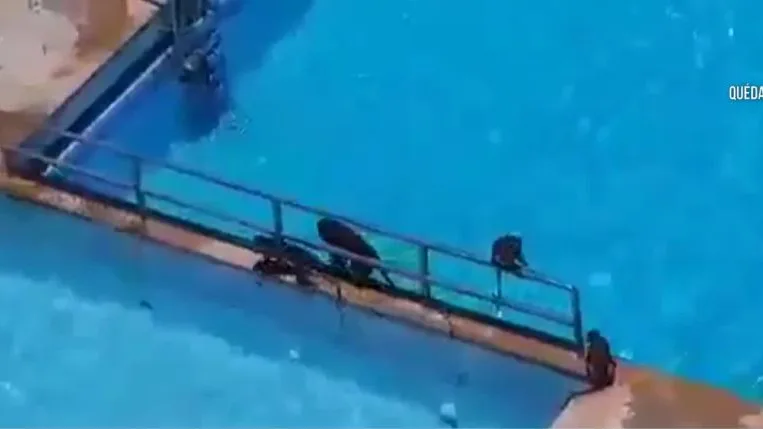 Los monos toman una piscina de Bombay Los monos toman una piscina de Bombay