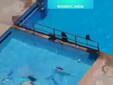 Los monos se adueñan de Bombay. Los monos se adueñan de Bombay.