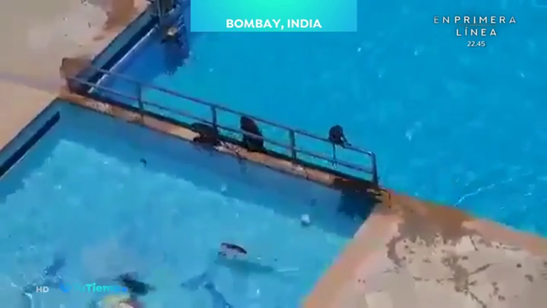 Los monos se adueñan de Bombay.