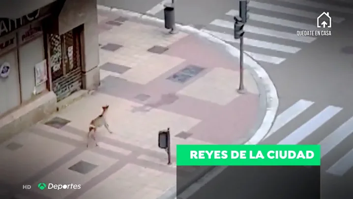 Los animales invaden las calles ante el confinamiento por el coronavirus Los animales invaden las calles ante el confinamiento por el coronavirus