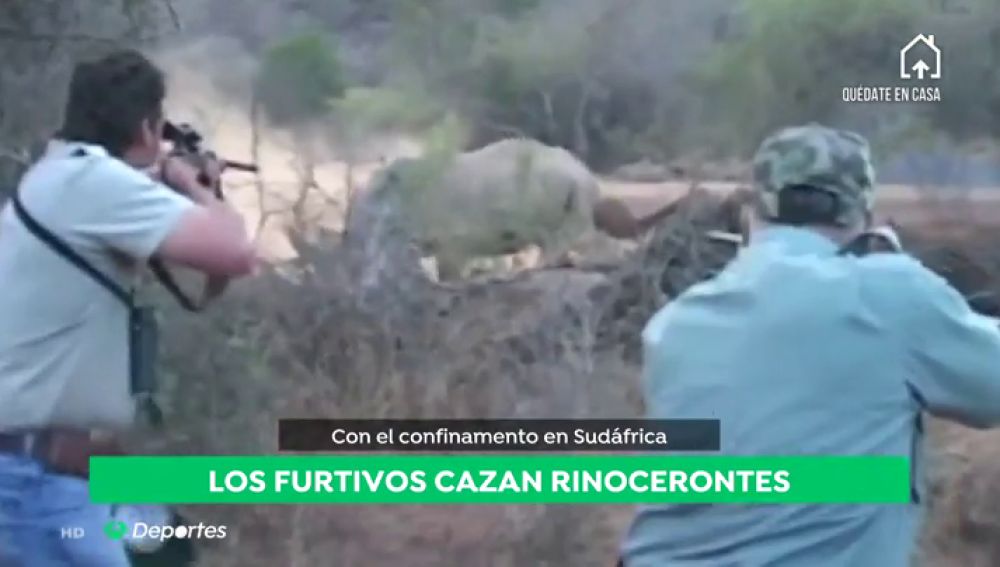 Los furtivos aprovechan el confinamiento en Sudáfrica para cazar rinocerontes: "Se caza uno cada día"