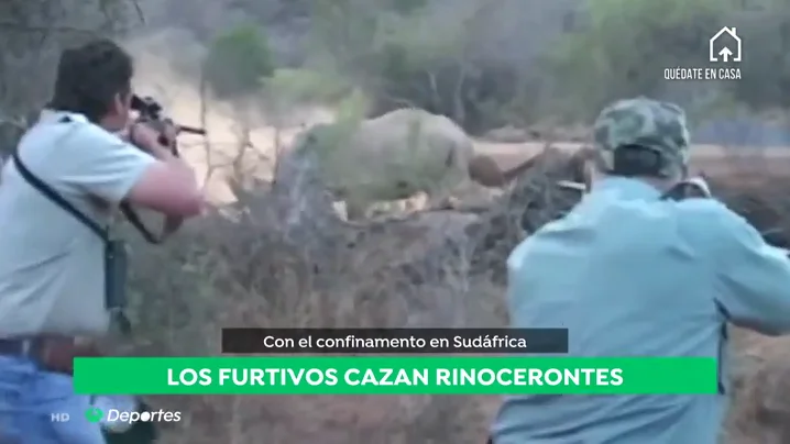 Los furtivos aprovechan el confinamiento en Sudáfrica para cazar rinocerontes: "Se caza uno cada día" Los furtivos aprovechan el confinamiento en Sudáfrica para cazar rinocerontes: "Se caza uno cada día"