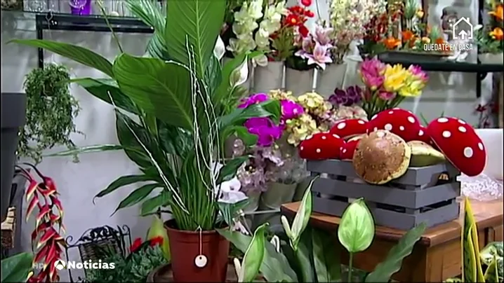 flores flores