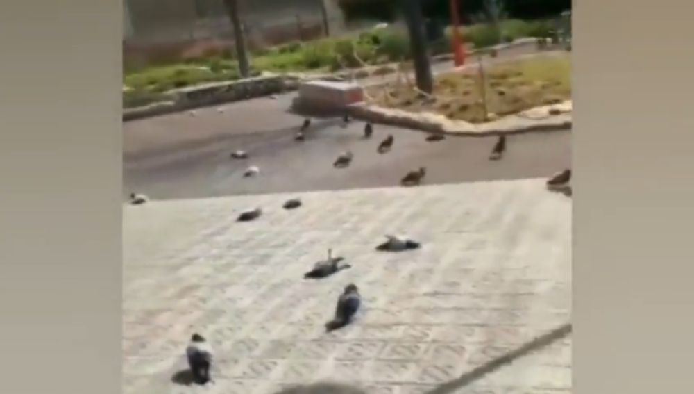 Decenas de palomas aparecen muertas en el centro de Barcelona 