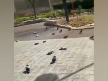 Decenas de palomas aparecen muertas en el centro de Barcelona 