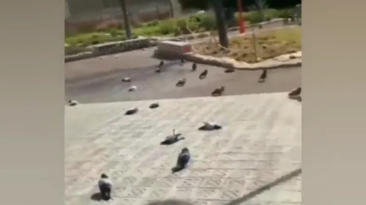Decenas de palomas aparecen muertas en el centro de Barcelona Decenas de palomas aparecen muertas en el centro de Barcelona