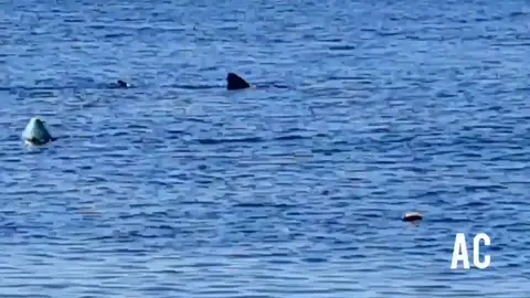Un tiburón nada frente a la orilla de la playa granadina de Calahonda aprovechando el confinamiento por coronavirus Un tiburón nada frente a la orilla de la playa granadina de Calahonda aprovechando el confinamiento por coronavirus