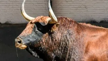 Imagen de toro Imagen de toro