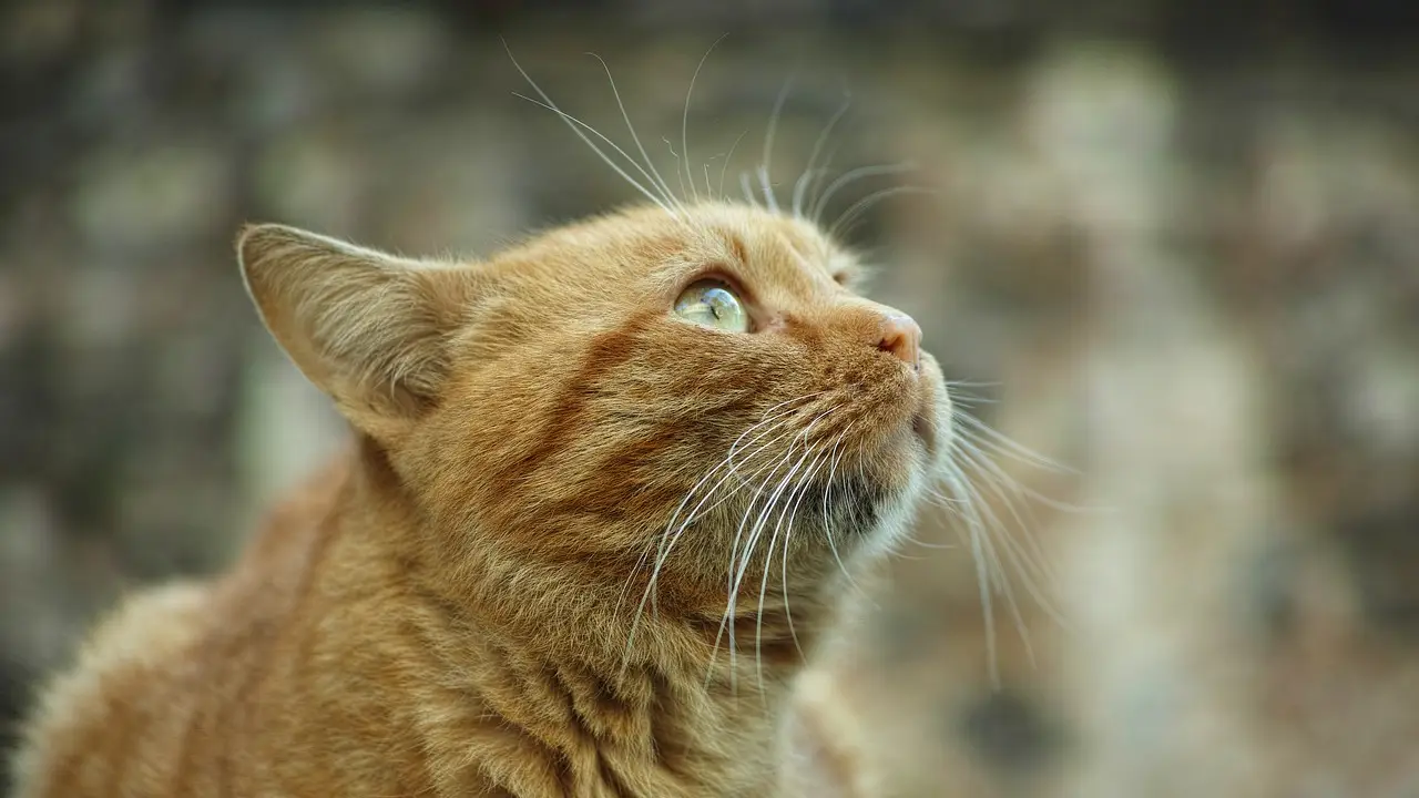 Gato Gato