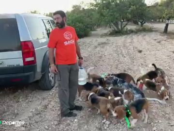 Los cazadores piden poder solar a los perros de caza en los cotos para mejorar el bienestar de los animales: "No es un capricho, es una necesidad"