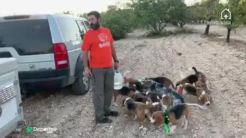 Los cazadores piden poder solar a los perros de caza en los cotos para mejorar el bienestar de los animales: "No es un capricho, es una necesidad" Los cazadores piden poder solar a los perros de caza en los cotos para mejorar el bienestar de los animales: "No es un capricho, es una necesidad"