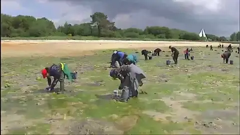 Las mariscadoras vuelven a faenar en Galicia tras el parón por el coronavirus Las mariscadoras vuelven a faenar en Galicia tras el parón por el coronavirus