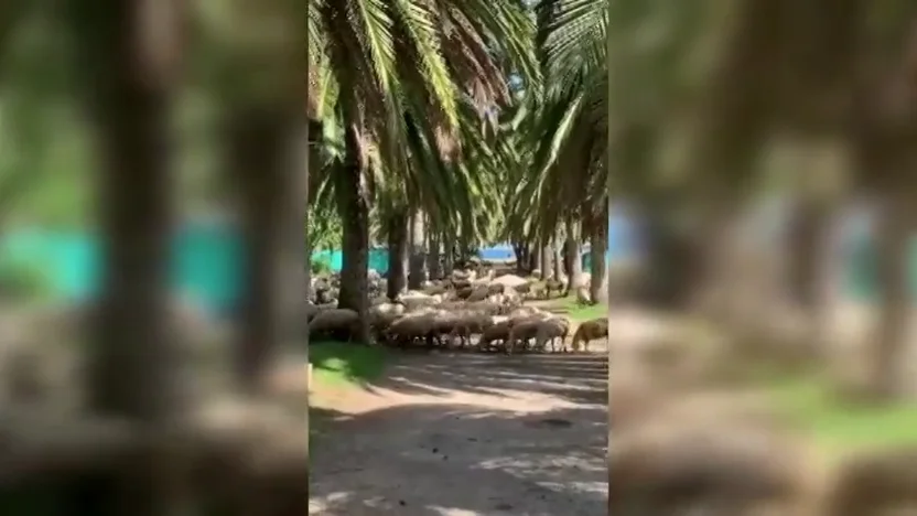 Un reba&ntilde;o de 800 ovejas 'veranea' en un camping de Tarragona durante la pandemia de coronavirus