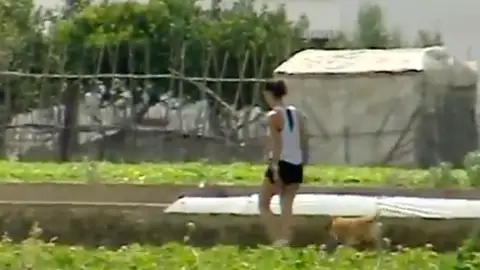 caminado por cultivo caminado por cultivo