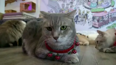 Detectan el primer gato contagiado de coronavirus en España Detectan el primer gato contagiado de coronavirus en España
