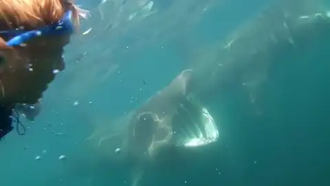 Tiburones Tiburones