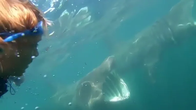 Tiburones Tiburones