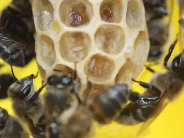 Abejas en una colmena Abejas en una colmena