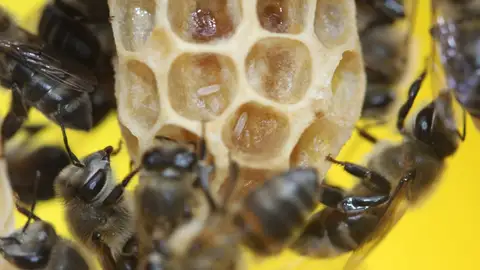 Abejas en una colmena Abejas en una colmena